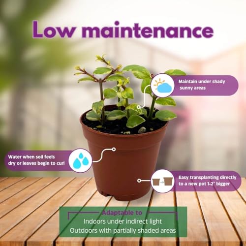 Harmony Foliage Columnea Broget Stavanger in a 2 inch Pot