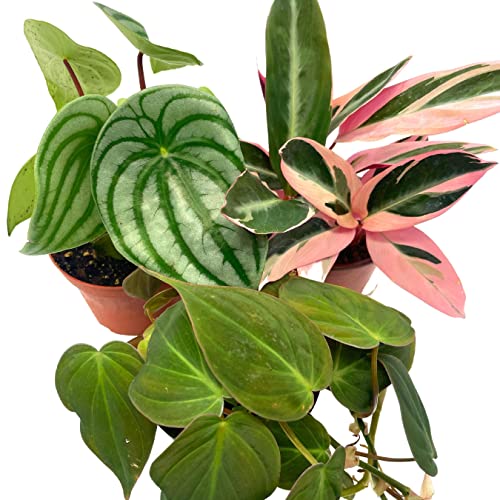 BubbleBlooms Indoor Foliage Assortment, 4 inch Set of 3, Best-Sellers Most Popular House Plant Variety