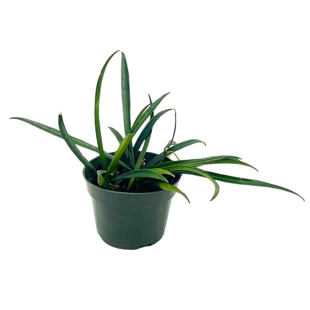 BubbleBlooms Hoya Kentiana in a 4 inch Pot