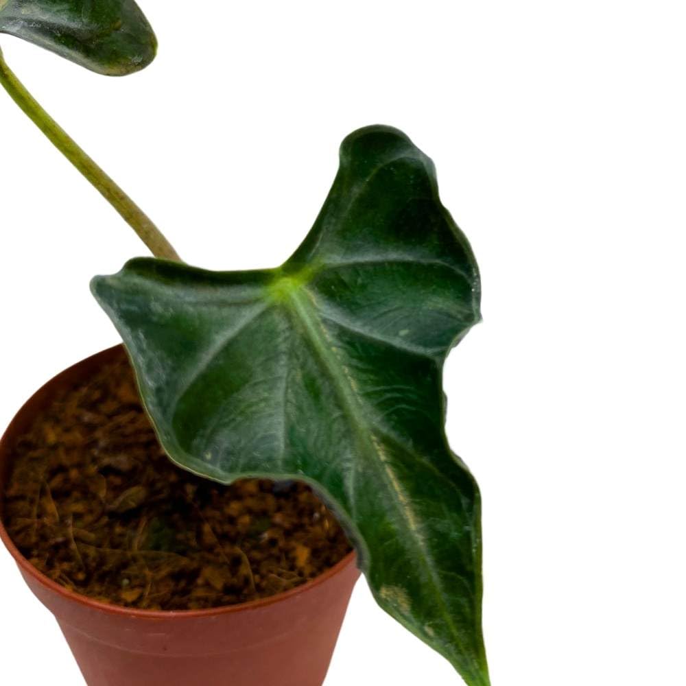 Alocasia Loco, 2 inch Rare Alocasia Starter Tiny Mini Pixie Plants