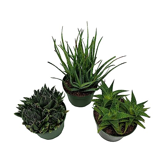 BubbleBlooms Aloe Assortment, Aloe Variety Set of 3, Grower's Choice in 6 inch pots