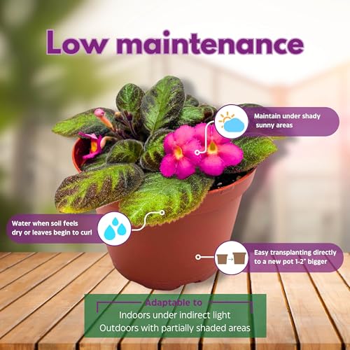 Harmony Foliage Episcia Pink Panther Flame Violet 4 inch