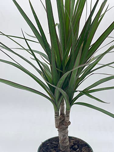 BubbleBlooms Dragon Tree, Madagascar Dragonplant, Dracaena marginata Hort. Dragontree in a 4 inch Pot Rare House Plant