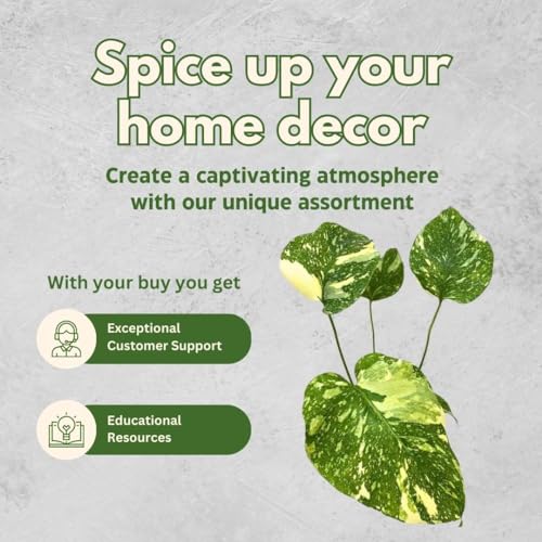 BubbleBlooms Monstera Thai Constellation in a 4 inch Pot Variegated Deliciosa Rare Swiss Cheese Plant