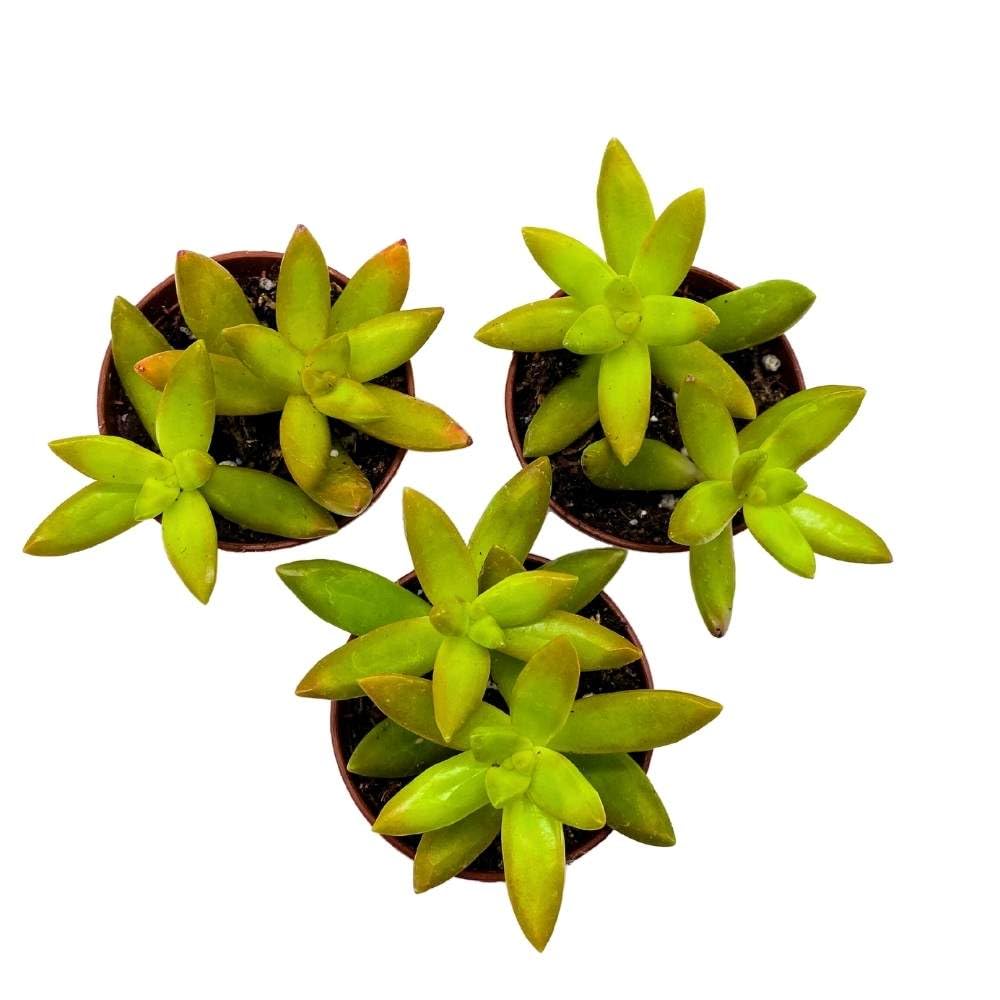 Sedum adolphii Firestorm, 2 inch Set of 3, Garden Succulents Tiny Mini Pixie