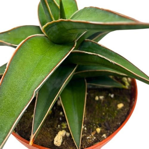 BubbleBlooms Samurai Dwarf 4 inch Sansevieria Lavranos Banana Ehrenbergii, Star Exotic Snake Plant