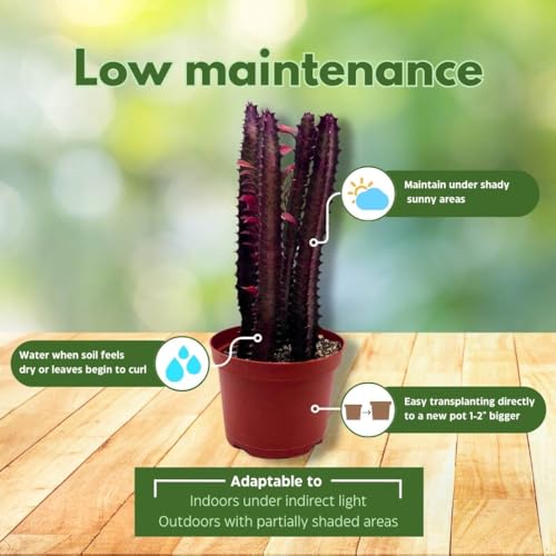 BubbleBlooms Red African Milk Tree in a 6 inch Pot Euphorbia Trigona, All red