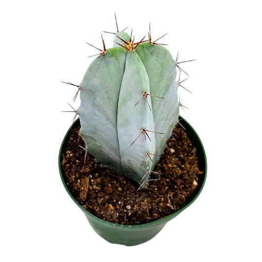 Gray Ghost stenocerus pruinoses, 4 inch Organ Pipe Cactus White