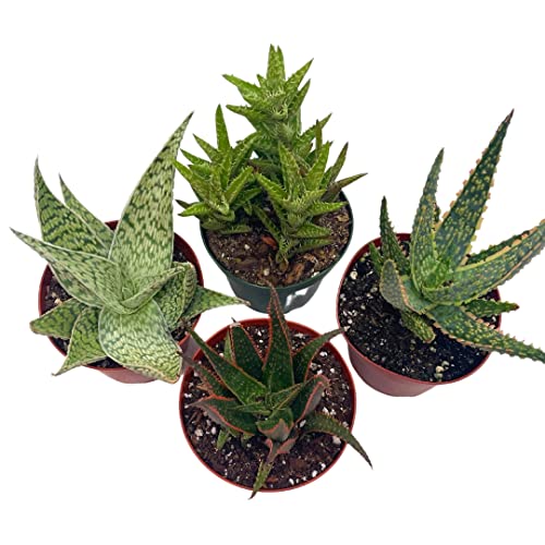 BubbleBlooms Aloe Assortment, Aloe Vera Variety Set of 4 in 4 inch pots, Barbados Cape Plant Gift Asphodelaceae
