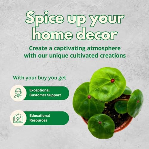 BubbleBlooms Harmony's Seashell Begonia Conchifolia, Begonia Rex, 4 inch Green with red dot 4 inch