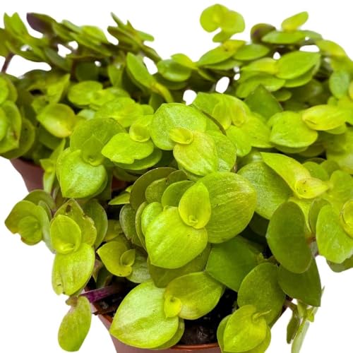 BubbleBlooms Callisia repens Gold 2 inch Set of 3 Miniature Wandering Dude Golden Form Tiny Mini Pixie Plants