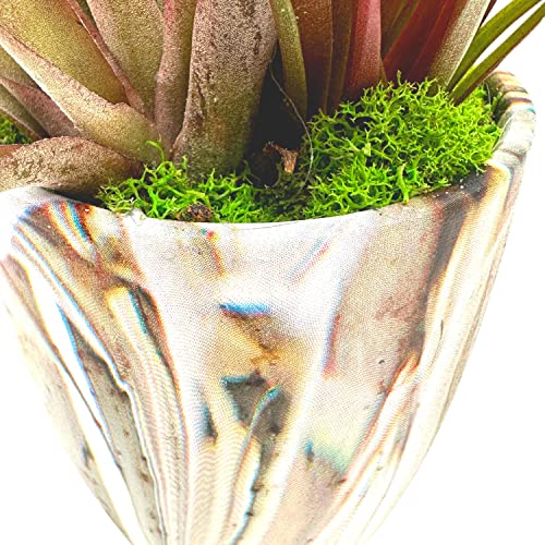 BubbleBlooms Mini Tillandsia Garden, in a Ceramic Pot, Hand Crafted and Sculpted, Air Plant Garden