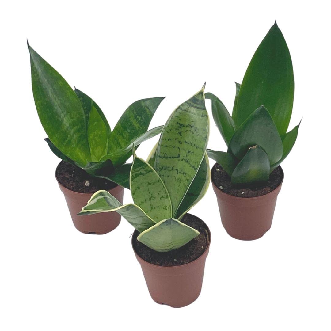 sansevieria trifasciata compacta BubbleBlooms Sansevieria Trifasciata Assortment 3 Different Dwarf Rose – Florida House Plants