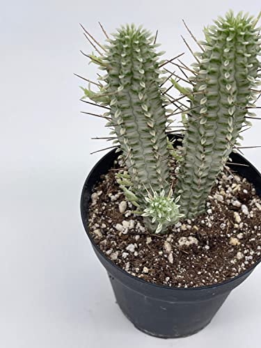 BubbleBlooms White Euphorbia Mammillaris in a 4 inch Pot Corncob Corkscrew Euphorbia