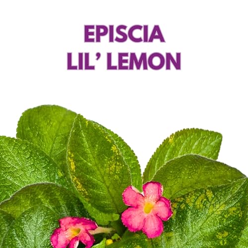 Harmony Foliage Episcia Lil Lemon Green Flame Violet 6 inch