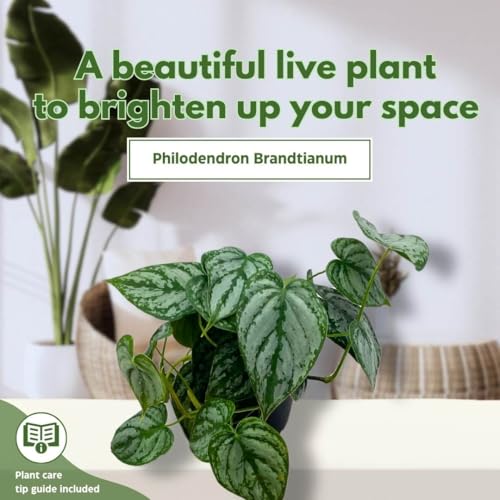 BubbleBlooms Philodendron Brandi Brandtianum in a 4 inch Pot