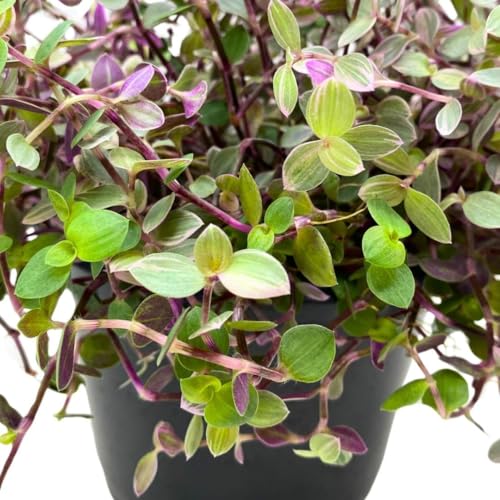 BubbleBlooms Callisia Repens Pink Panther House Plant 6 inch