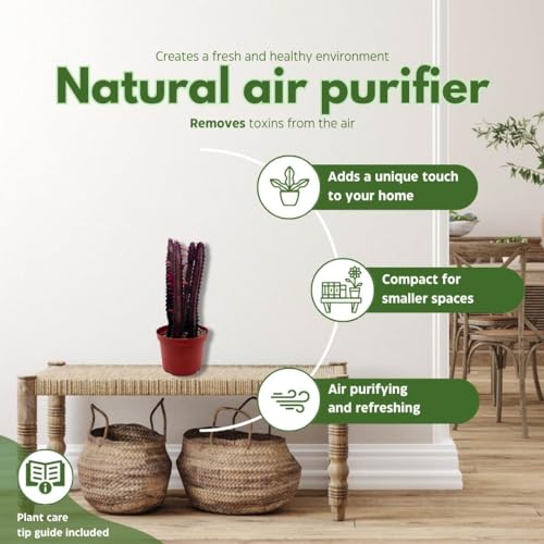 BubbleBlooms Red African Milk Tree in a 6 inch Pot Euphorbia Trigona, All red