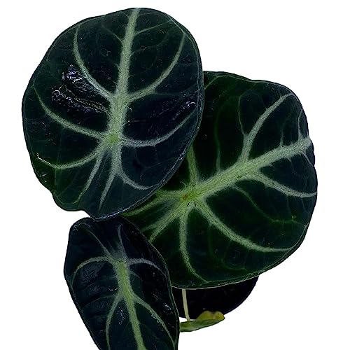 BubbleBlooms Alocasia Ninja, Black Ninja, Black Velvet Ninja in 2 inch Pot