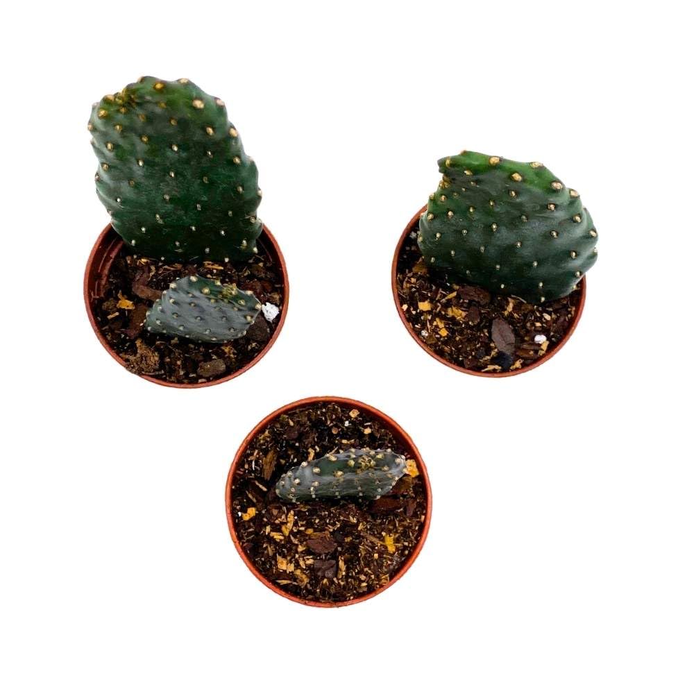 Sour Pricklypear, 2 inch Set of 3, Consolea rubescens, Opuntia Road Kill Cactus, Tiny Mini Pixie Plants