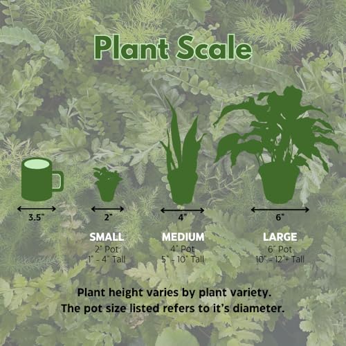 BubbleBlooms Alocasia Portei in a 2 inch Pot Tiny Minie Pixie Plant