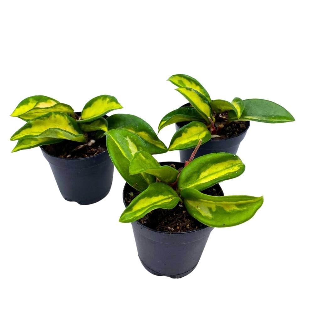 Hoya Exotica Krimson Princess 2 inch Set of 3 Variegated Wax Plant Porcelain Flower Tiny Mini Pixie Plants