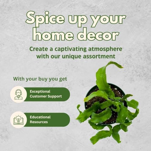 BubbleBlooms Curly Sue in 4 inch Pot Epiphyllium guatemalensis mostrouse Curly Locks Orchid Cactus with Pink Flower