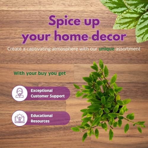 Harmony Foliage Columnea Goldfish Plant Assortment Set of 3 in a 4 inch Pot