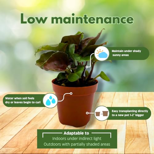 BubbleBlooms Syngonium Red Allusion in a 2 inch Pot Tiny Mini Pixie Plant