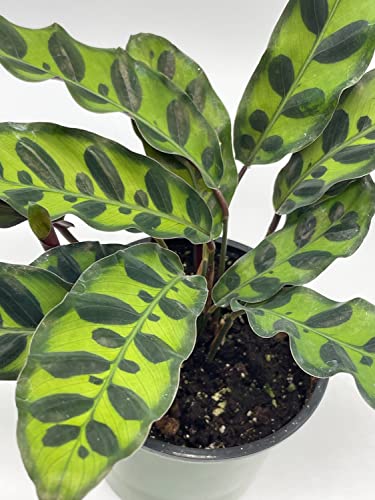 Calathea Lancifolia, Rattlesnake, Prayer Plant, Rattle Snake, 4 inch Pot