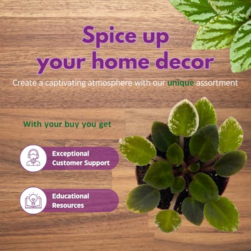 Harmony Foliage Mini African Violet Cajun's Le Bon Ton Roule Variegated, 2 inch Pink Flower
