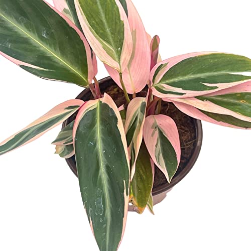 BubbleBlooms Stromanthe Triostar 4 inch Sanguinea Beautiful and Easy Indoor House Plant