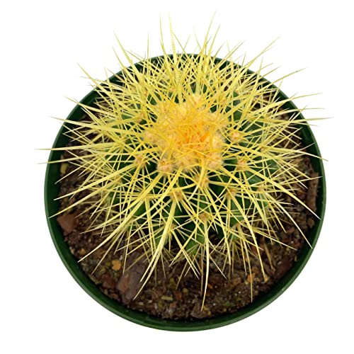 BubbleBlooms Golden Barrel Cactus in a 6 inch Pot Echinocactus Grusonii, Gold Ball Cacti