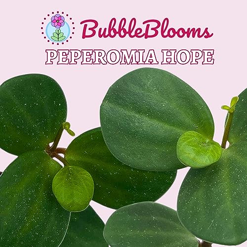 BubbleBlooms Peperomia Hope in a 4 inch Pot rotundifolia