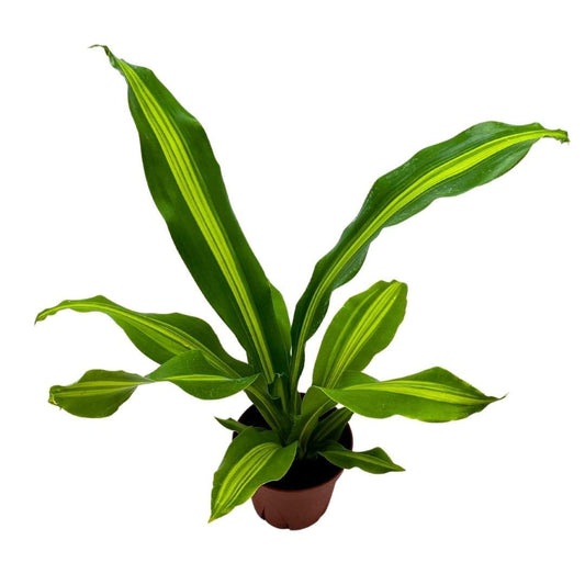 Dracaena Fragrans, 4 inch Corn Plant, Inner Variegated, House Plant