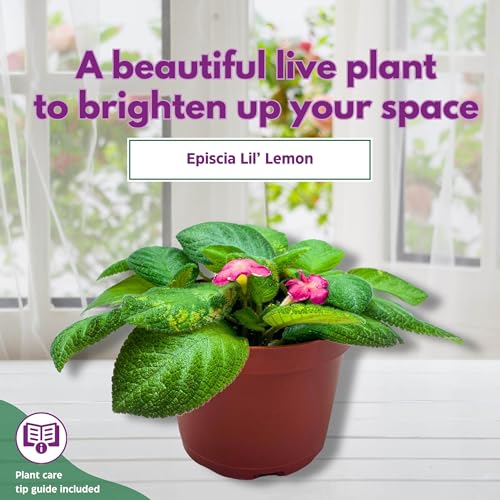 Harmony Foliage Episcia Lil Lemon Green Flame Violet 6 inch