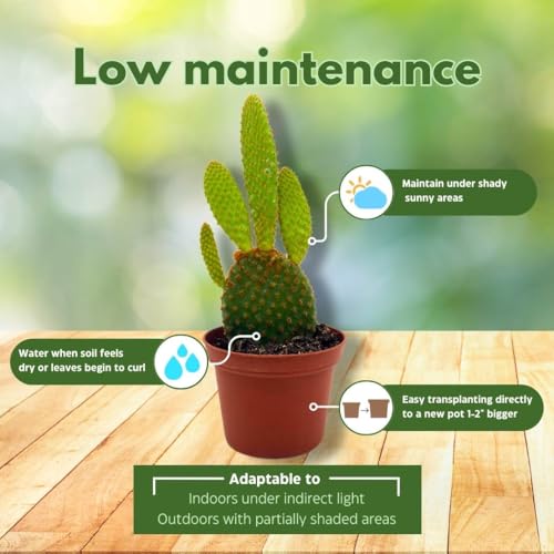 BubbleBlooms Copper Red Bunny Ears Cactus 2 inch Pot Opuntia Microdaisys