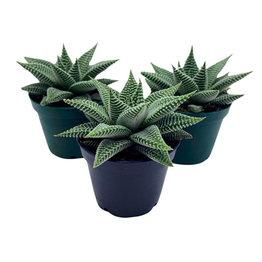 BubbleBlooms Haworthia Miami Wandera Variegated Lace Aloe Set of 3 in 2 inch pots