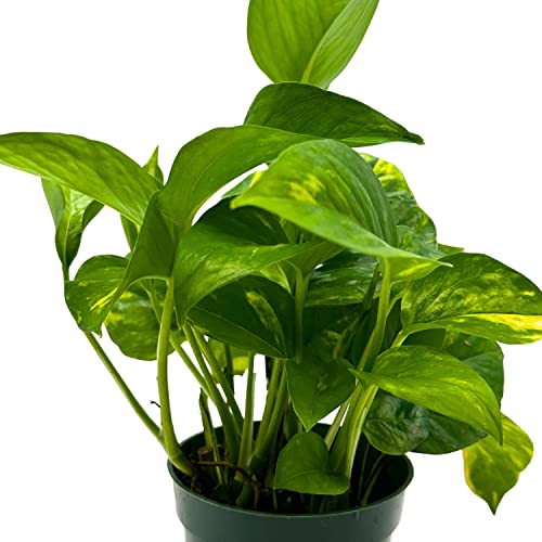 BubbleBlooms Devil's Ivy Golden Pothos in a 4 inch Pot Epipremnum Pinnatum Aureum