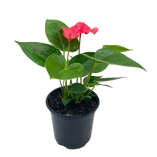 Anthurium Pink, Flamingo Lily, andraeanum Linden, Painter's Palette in 4 inch Pot, Healthy