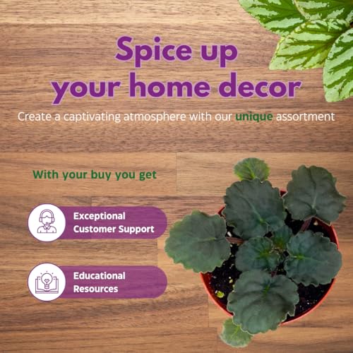 Harmony Foliage African Violet Lemon Whip 4 inch White Ruffle