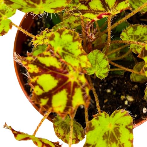 Harmony's Tiger Kitten 4 inch Rhizomatous Begonia Rhizo Yellow Red Mini Leaves