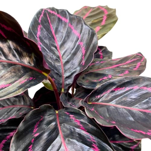 BubbleBlooms Calathea Dottie Black Rose Roseopicta in a 4 inch Pot