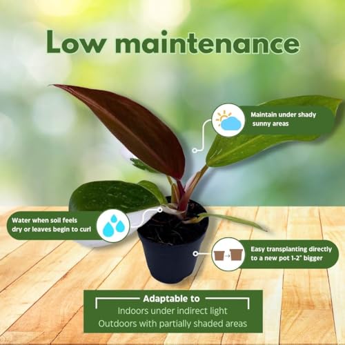 BubbleBlooms Philodendron White Princess, Philodendron Erubescens Hybrid in 2 inch Pot