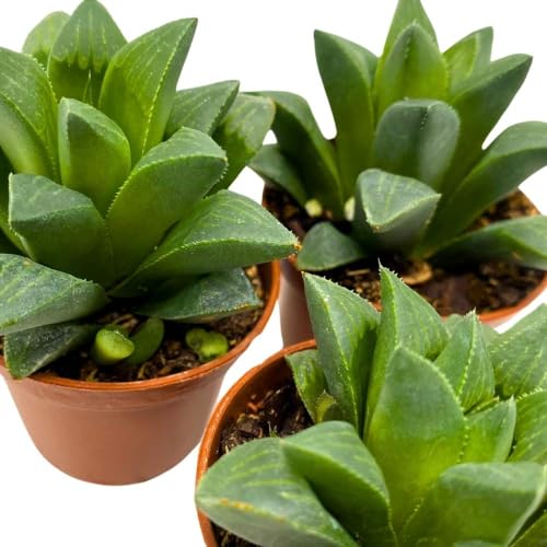 BubbleBlooms Haworthia African Emeralds, 2 inch Set of 3, Haworthia Retusa Tiny Mini Pixie Plants