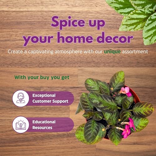 Harmony Foliage Episcia Pink Panther Flame Violet 4 inch