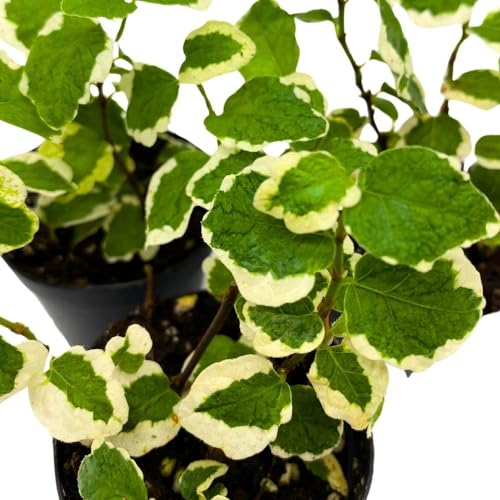 BubbleBlooms Ficus Pumlia 2 inch Set of 3 Variegated Creeping Fig Tiny Mini Pixie Plants