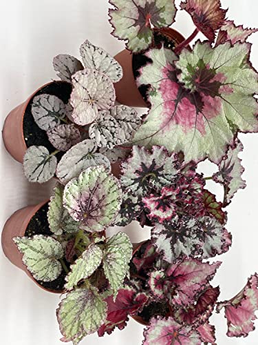 BubbleBlooms Harmony's Begonia Rex Assortment, Cold Pastel Winter, 4 inch, Set of 5
