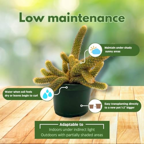 BubbleBlooms Lady Finger Cactus Copper King in a 6 inch Pot Mammillaria Elongata, Kopper Lady Fingers