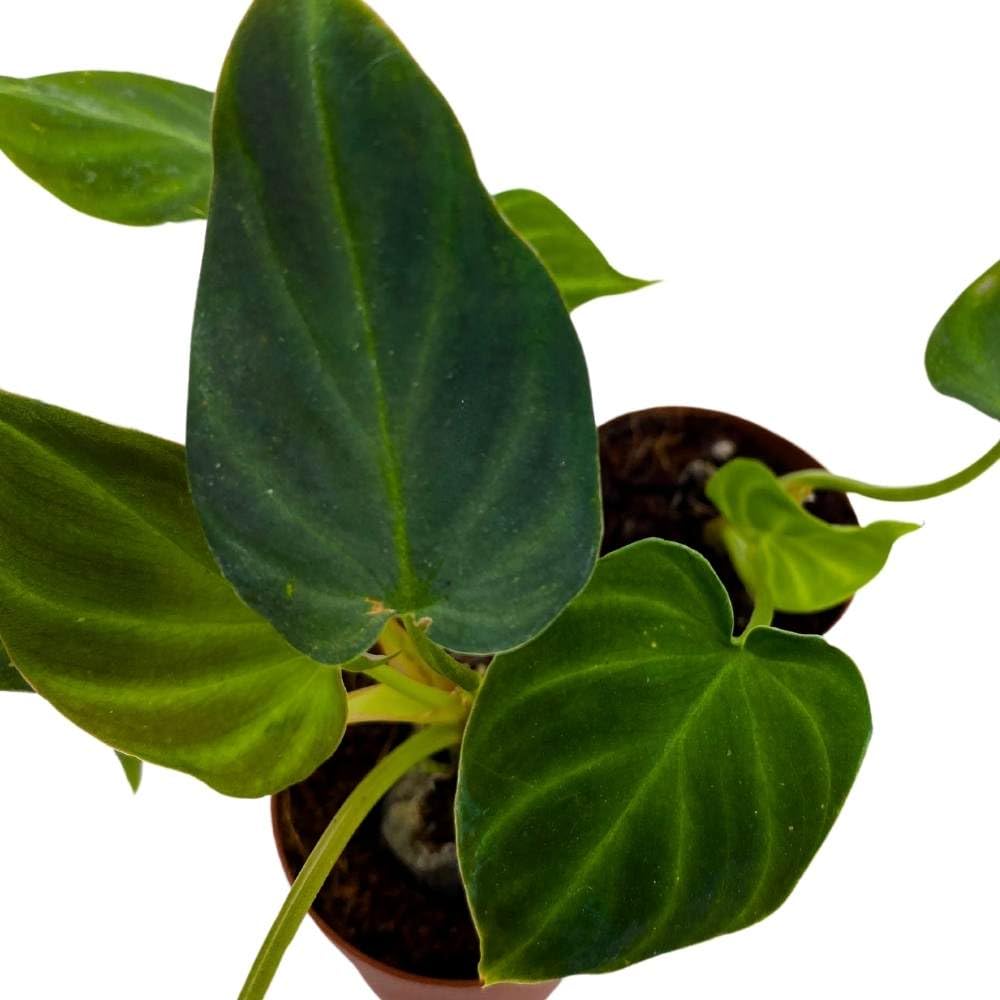 Philodendron Verrucosum 2 inch Set of 3 Deep Green Philo Tiny Mini Pixie Plants